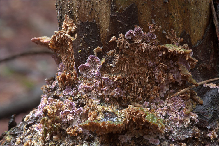 Viola nel bosco (Trichaptum sp.)
