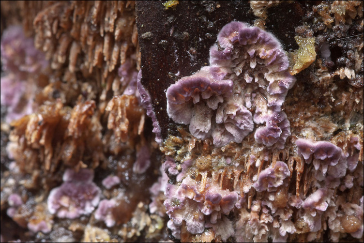 Viola nel bosco (Trichaptum sp.)