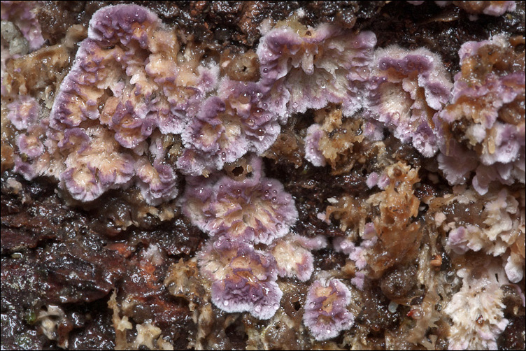 Viola nel bosco (Trichaptum sp.)