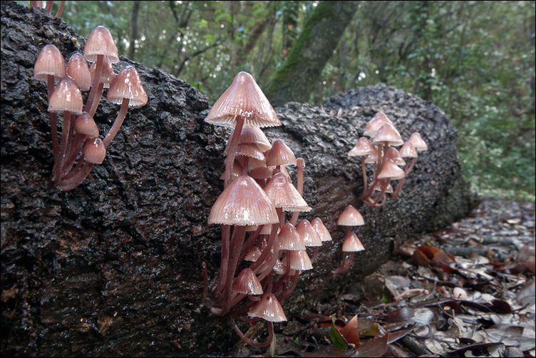 Mycena rosa (ma non rosea)