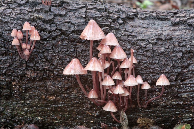 Mycena rosa (ma non rosea)