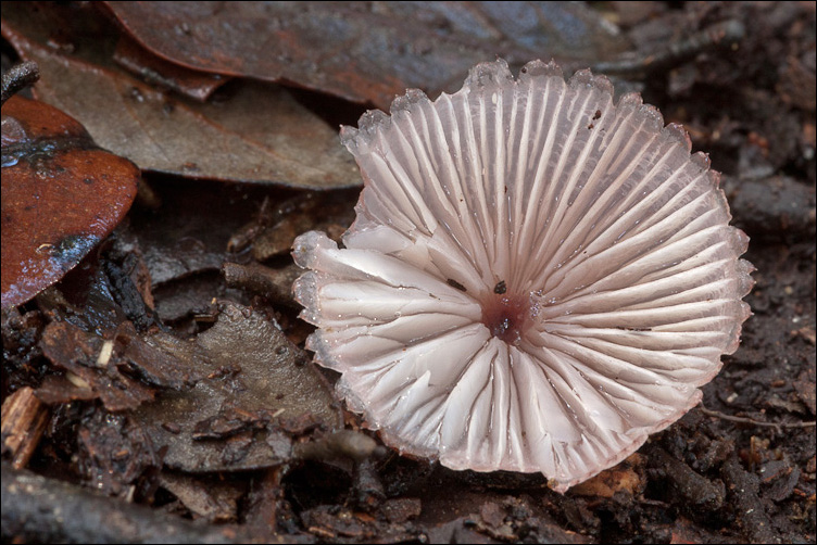 Mycena rosa (ma non rosea)