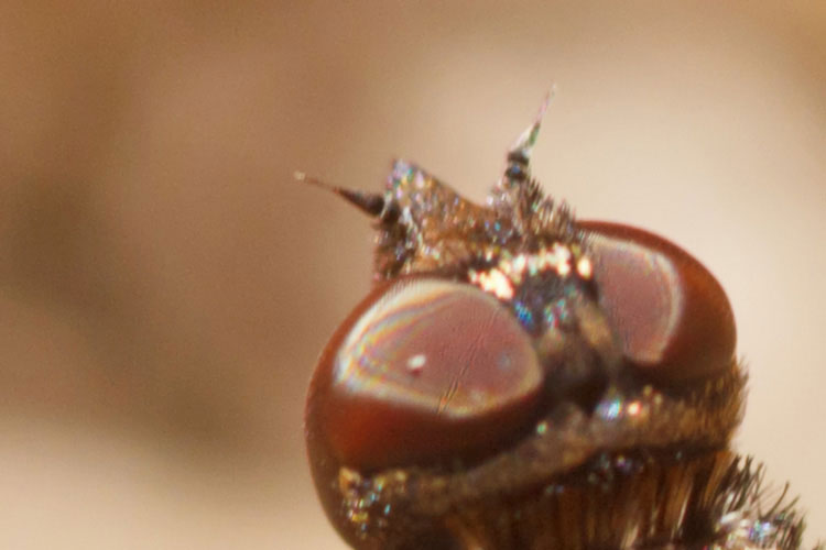 Possibile Exoporosopa jacchus?
