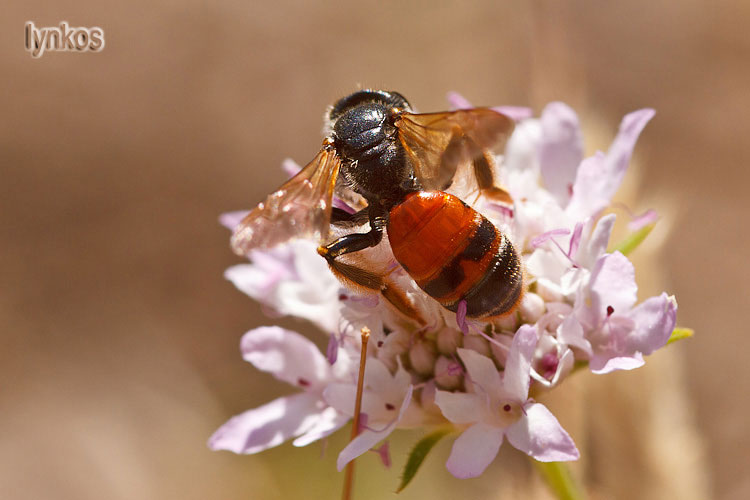 Possibile Andrena hattorfiana?