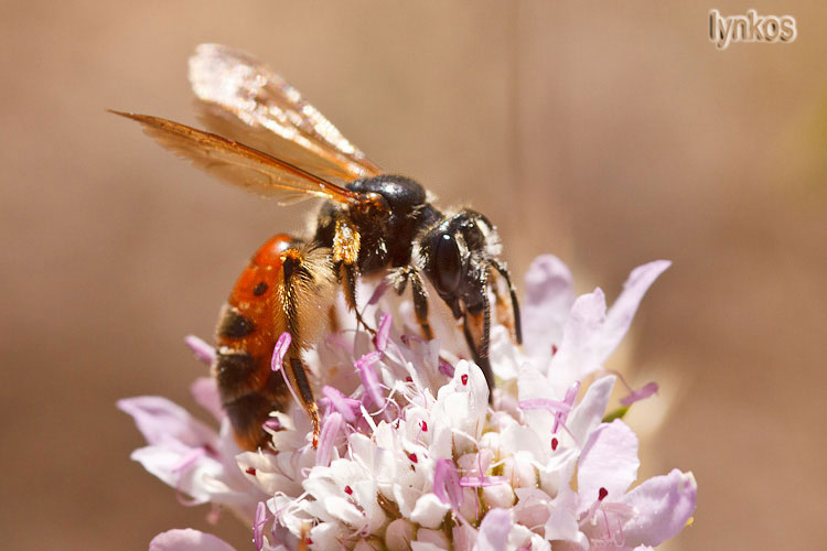 Possibile Andrena hattorfiana?