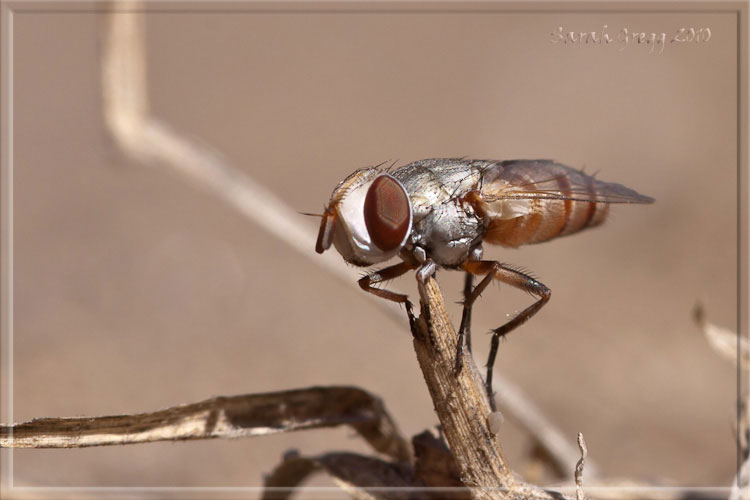 Dittero sulla sabbia Craticulina sp. (Sarcophagidae)