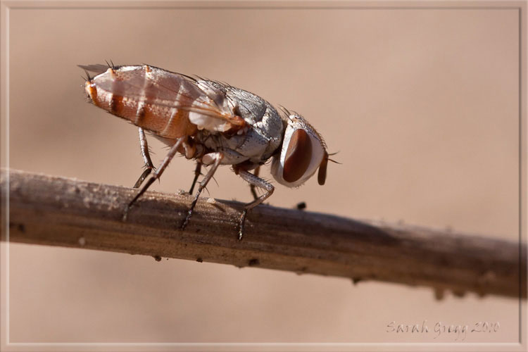 Dittero sulla sabbia Craticulina sp. (Sarcophagidae)