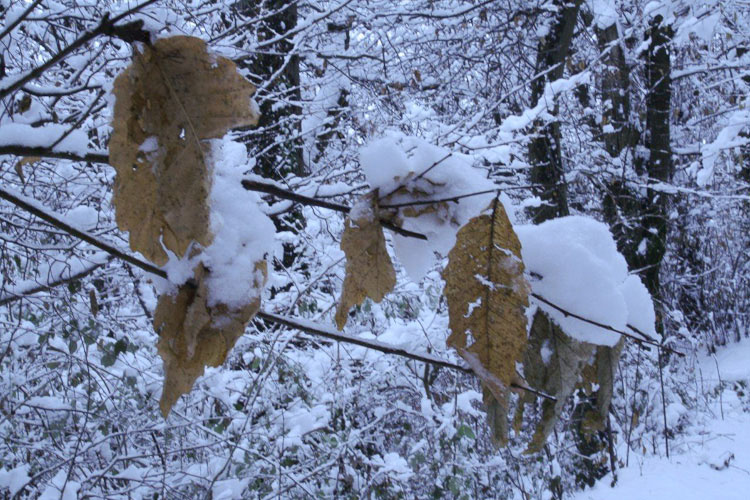 Richiesta di aiuto: foto azzurre