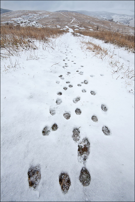 Le tracce degli animali