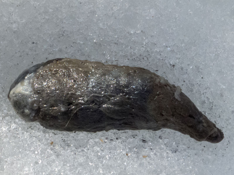 Potrebbe essere un tasso?