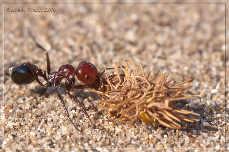 Le formiche dell''ingiustizia Messor minor (Formicidae)