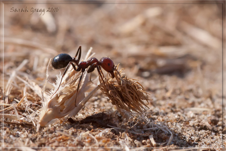 Le formiche dell''ingiustizia Messor minor (Formicidae)