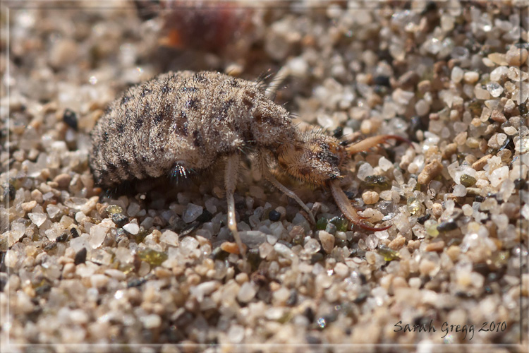 Larva di Myrmeleon cf. inconspicuus