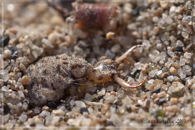 Larva di Myrmeleon cf. inconspicuus