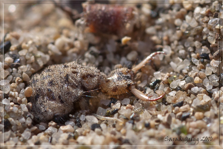 Larva di Myrmeleon cf. inconspicuus