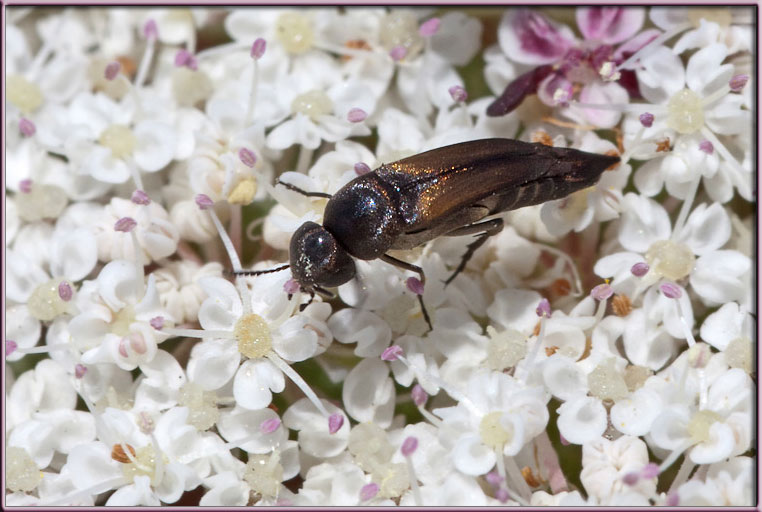 Due Mordellidae: Mordellistena sp. e Stenalia testacea