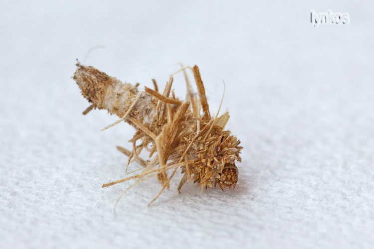 Larva di Psychidae:Phalacropteryx apiformis