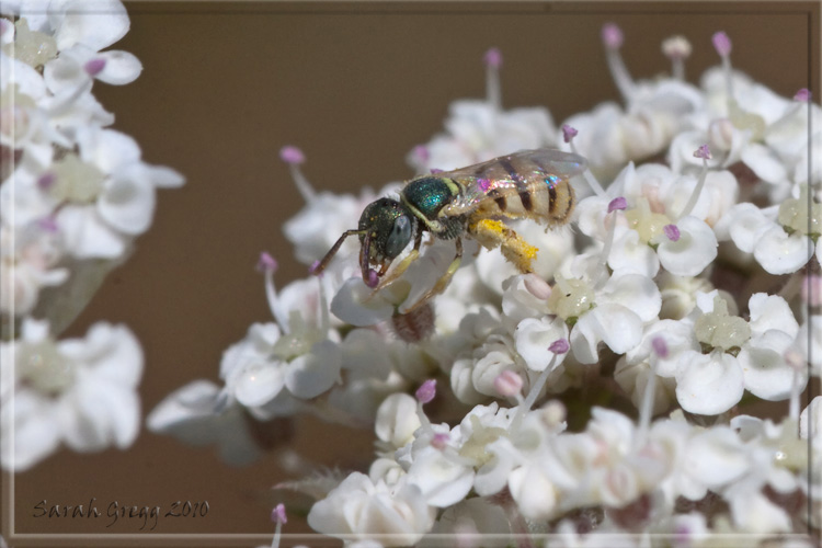 Nomioides sp ♀ (Apidae Halictinae)