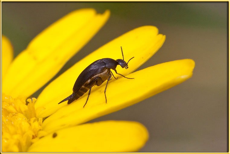 Due Mordellidae: Mordellistena sp. e Stenalia testacea