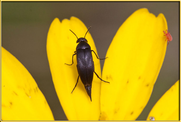 Due Mordellidae: Mordellistena sp. e Stenalia testacea