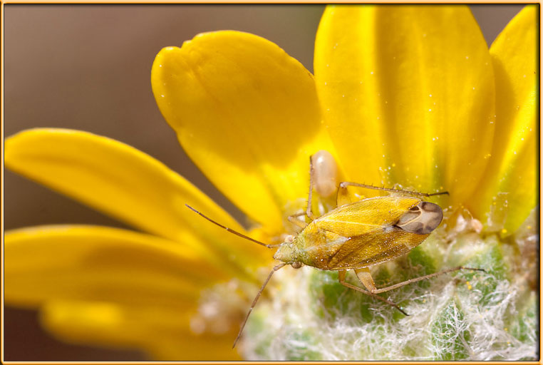 Miridae: Megalocoleus spp. del litorale romano