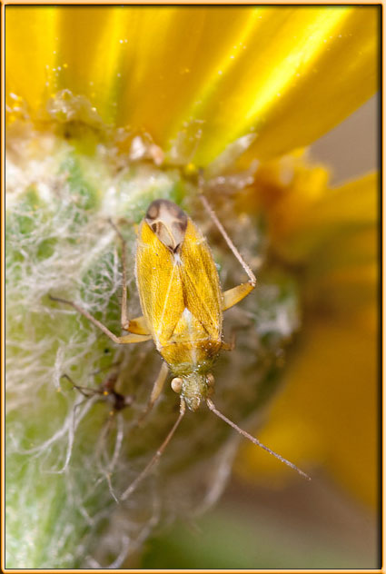Miridae: Megalocoleus spp. del litorale romano