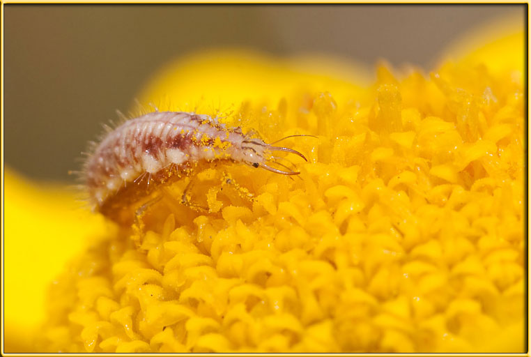 larva di Chrysoperla