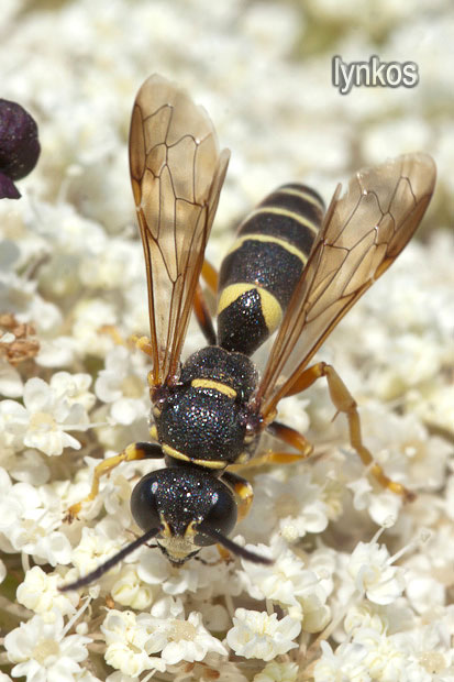 Crabronidae: Gorytes sp.