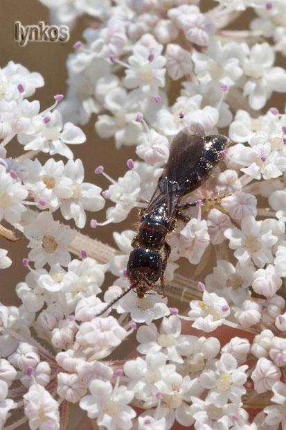 Sclerodermus? No, Tiphiidae