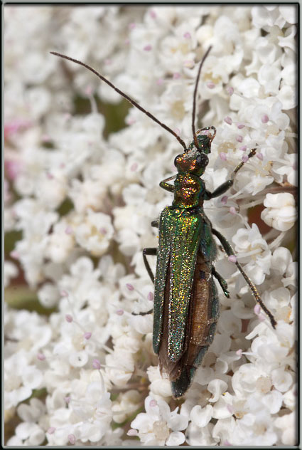 Oedemera nobilis?