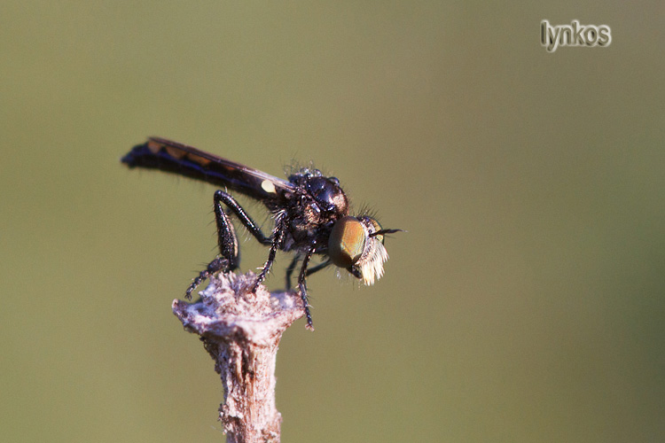 Il baffuto: Holopogon nigripennis (Asilidae)