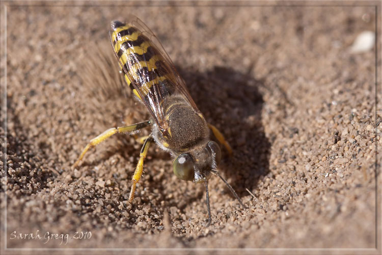 Bembix oculata ♂  (Crabronidae).