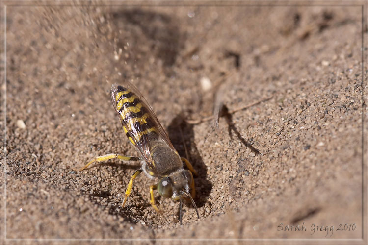 Bembix oculata ♂  (Crabronidae).