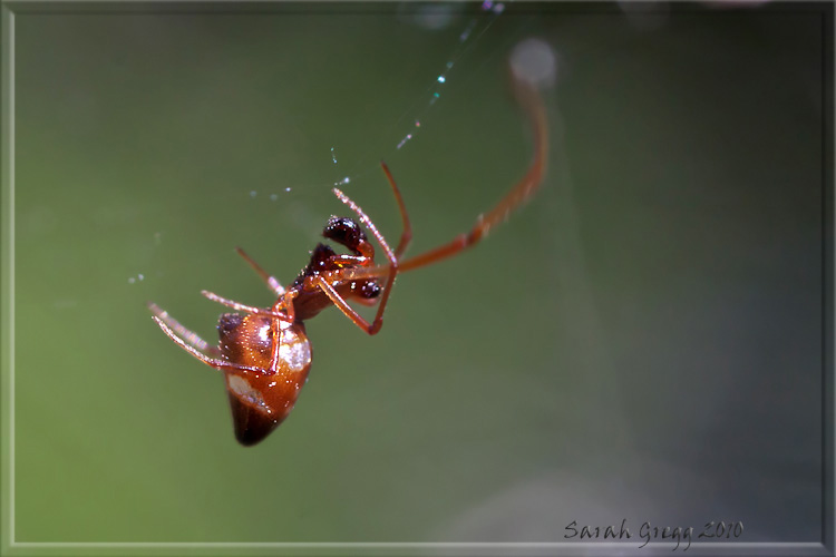 Argyrodes: colori e dimensioni