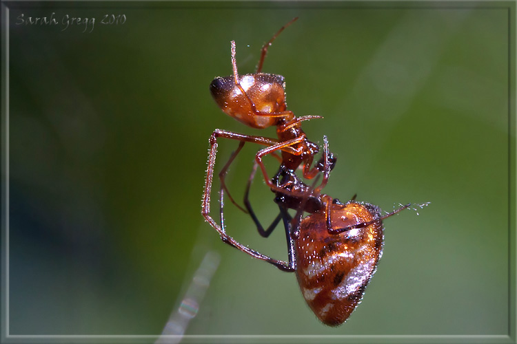 Argyrodes: colori e dimensioni