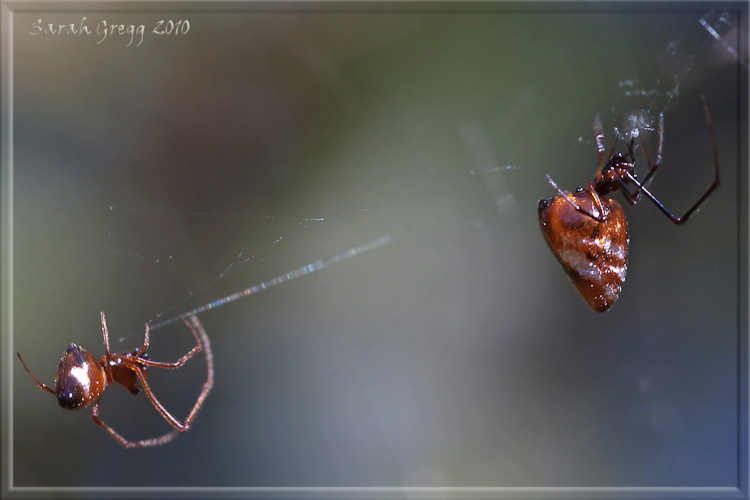 Argyrodes: colori e dimensioni