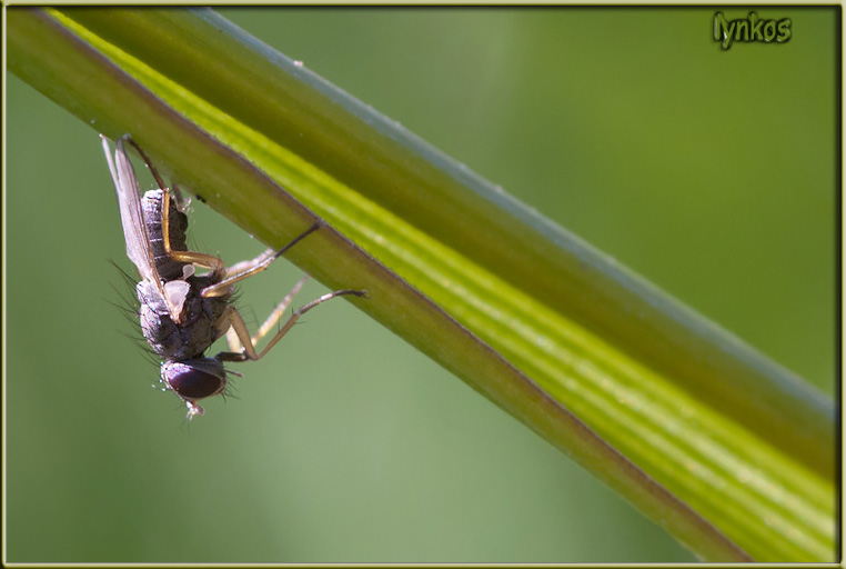 Missione impossibile: Coenosia sp.