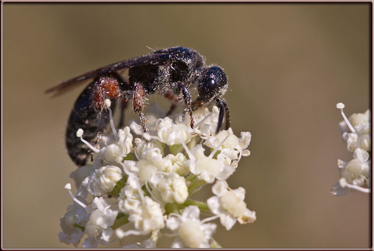Imenottero di fine stagione (Typhiidae)