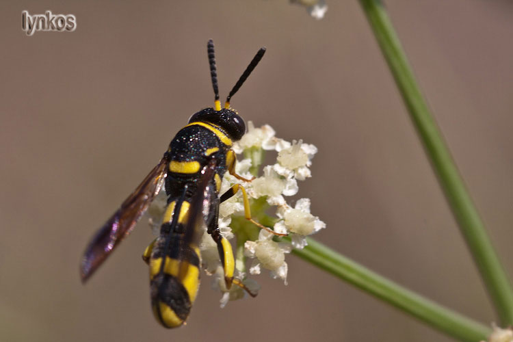 Femmina di piccolo Leucospis sp.