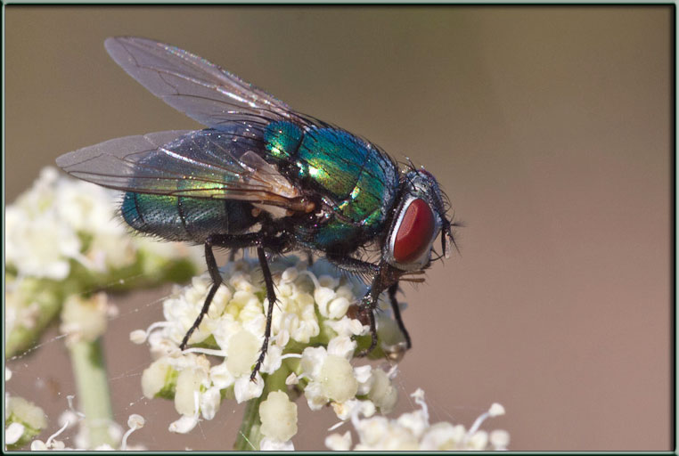 Lucilia sericata ♀ (Calliphoridae)