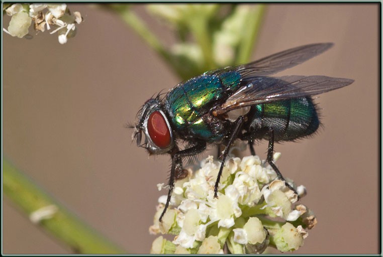 Lucilia sericata ♀ (Calliphoridae)