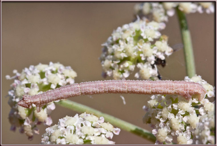 Bruco di Geometridae?