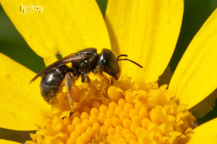 Piccolo e nero: Halictus sp. (Apidae Halictinae)