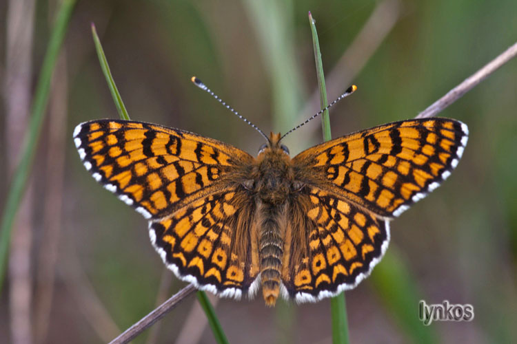 Melitaea?