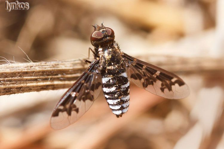 Possibile Exoporosopa jacchus?