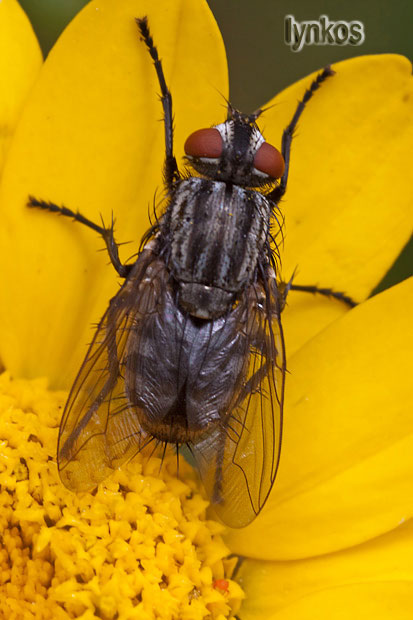 Siamo fra i Calliphoridae?