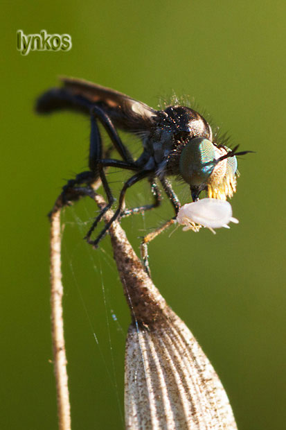 Il baffuto: Holopogon nigripennis (Asilidae)