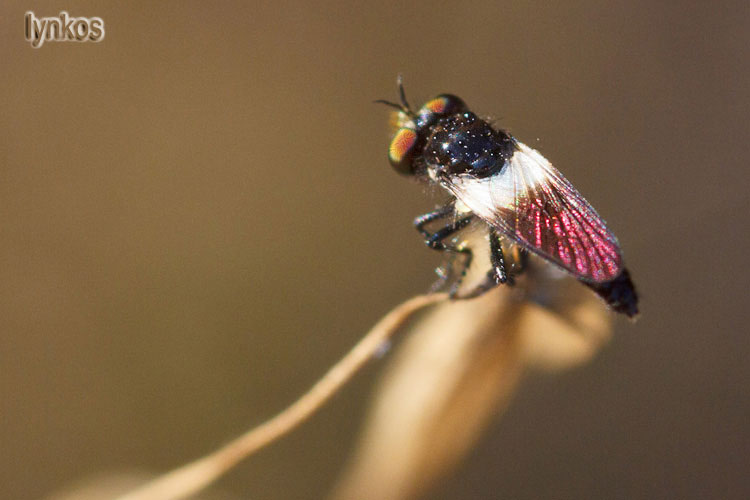 Il baffuto: Holopogon nigripennis (Asilidae)