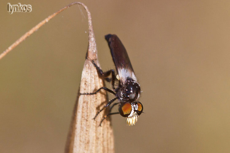 Il baffuto: Holopogon nigripennis (Asilidae)