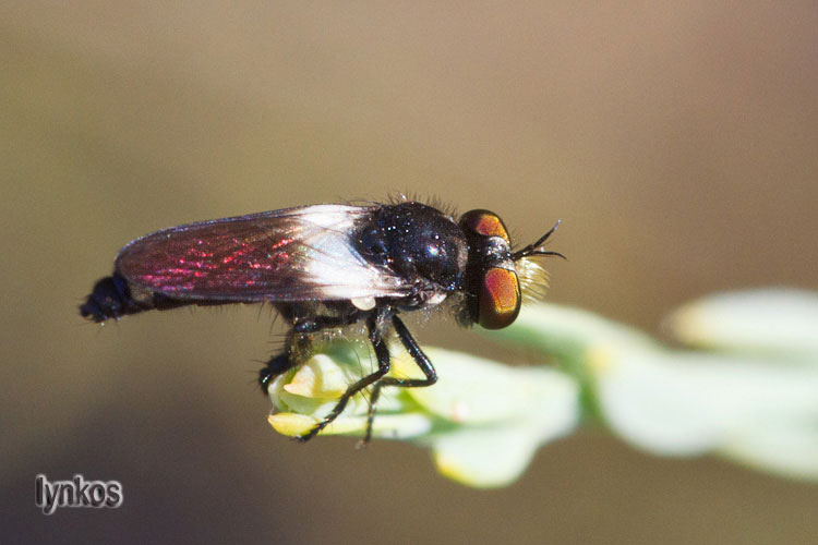 Il baffuto: Holopogon nigripennis (Asilidae)